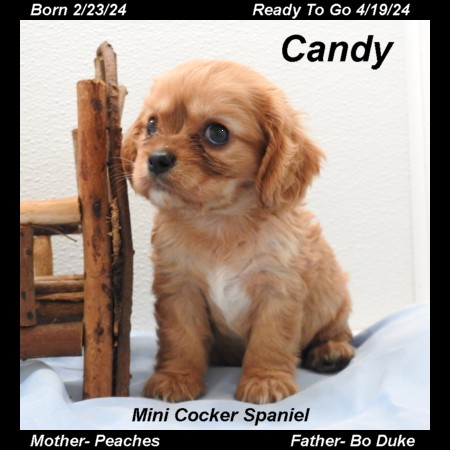 puppy, for, sale, Cock-A-Liers, Joe & Cherri  Overlease, dog, breeder, Miller, MO, dog-breeder, puppy-for-sale, forsale, nearby, find, puppyfind, locator, puppylocator, aca